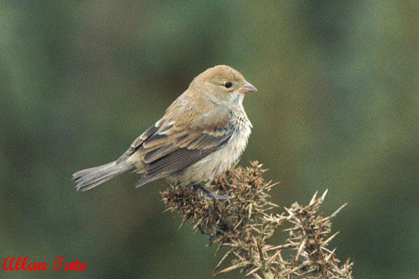 Photo (2): Indigo Bunting