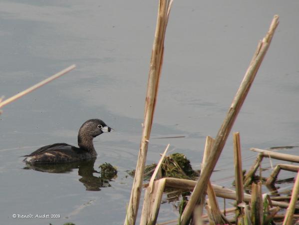 Photo (7): Pied-billed Grebe