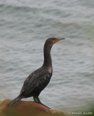 Photo (10): Double-crested Cormorant