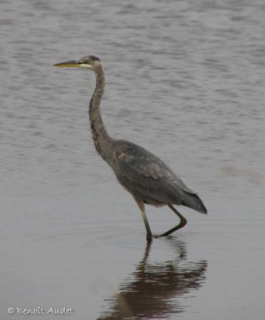 Photo (12): Great Blue Heron