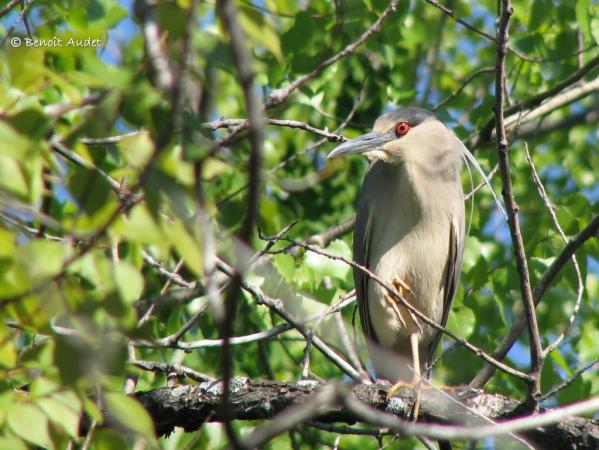 Photo (1): Black-crowned Night-Heron
