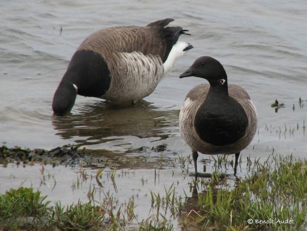 Photo (7): Brant