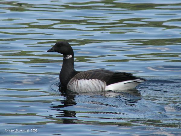 Photo (4): Brant