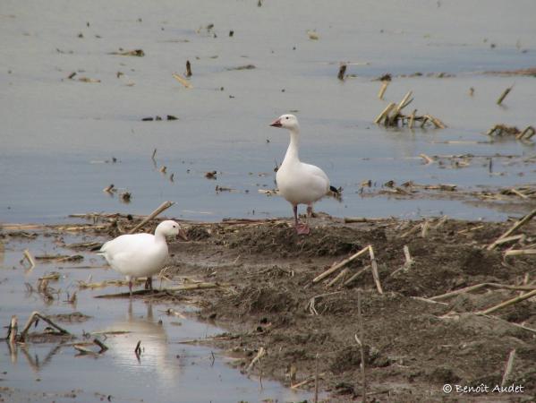 Photo (10): Snow Goose