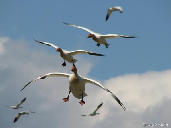 Photo (11): Snow Goose