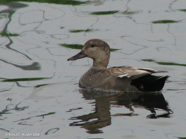 Photo (1): Gadwall
