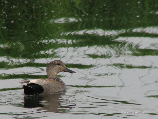 Photo (8): Gadwall