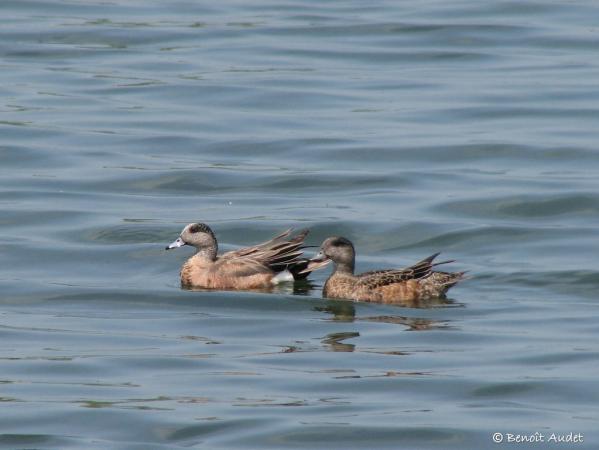 Photo (19): American Wigeon