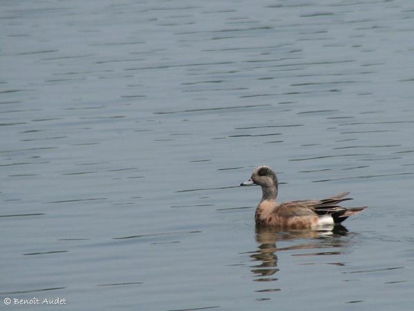 Photo (20): American Wigeon