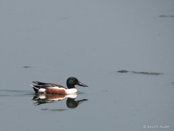 Photo (20): Northern Shoveler