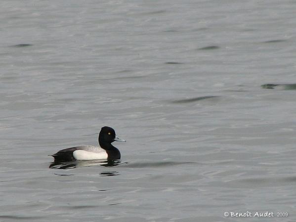 Photo (11): Lesser Scaup