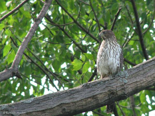 Photo (21): Cooper's Hawk