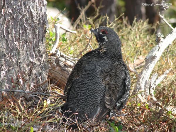 Photo (11): Spruce Grouse