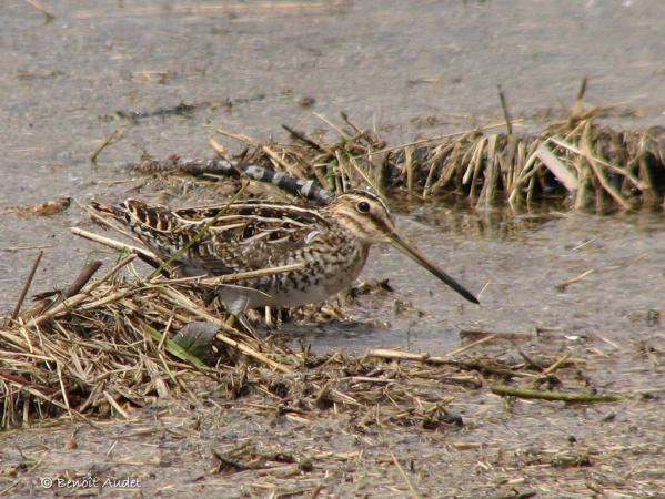 Photo (4): Wilson's Snipe