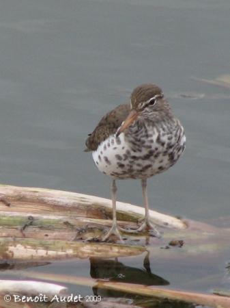 Photo (9): Spotted Sandpiper