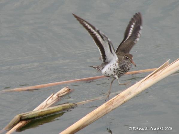 Photo (4): Spotted Sandpiper