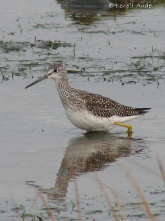 Photo (16): Greater Yellowlegs