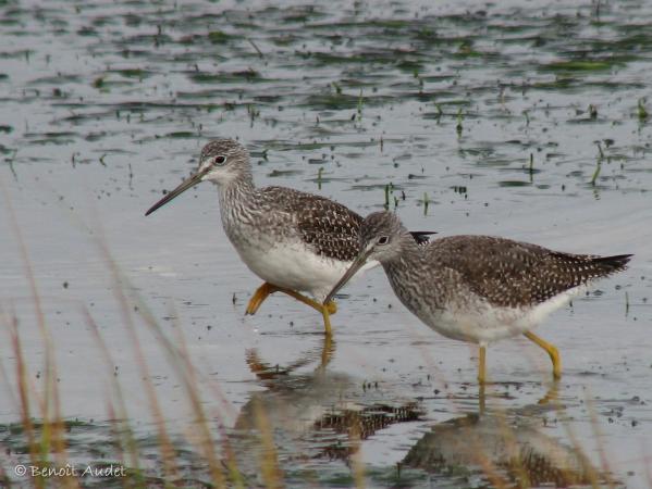 Photo (17): Greater Yellowlegs