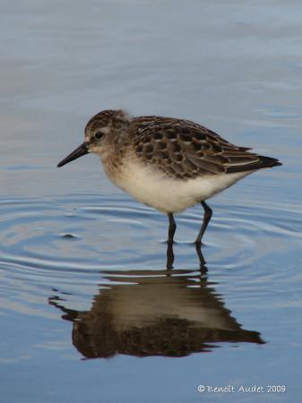 Photo (8): Semipalmated Sandpiper