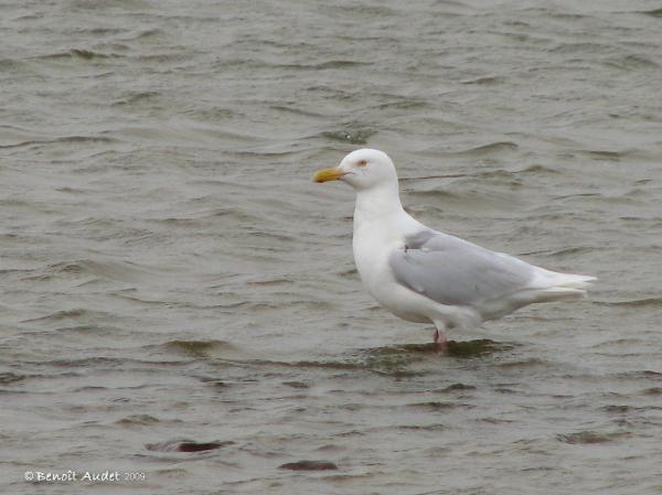 Photo (2): Glaucous Gull