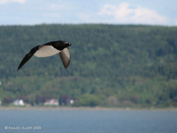 Photo (4): Razorbill
