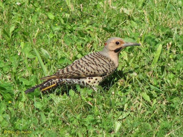 Photo (7): Northern Flicker