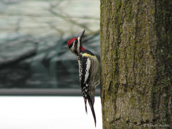 Photo (9): Yellow-bellied Sapsucker