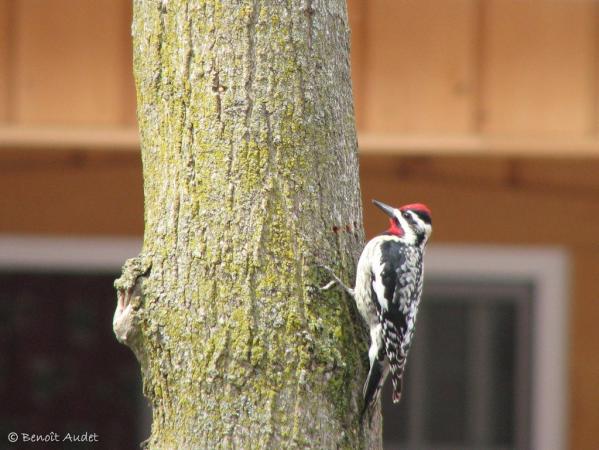 Photo (10): Yellow-bellied Sapsucker