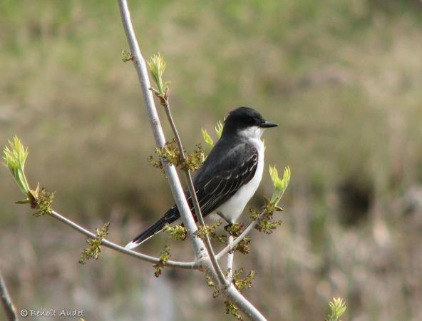 Photo (12): Eastern Kingbird