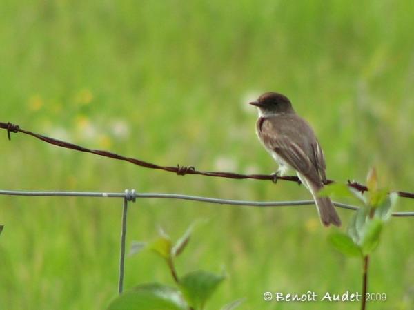 Photo (12): Eastern Phoebe