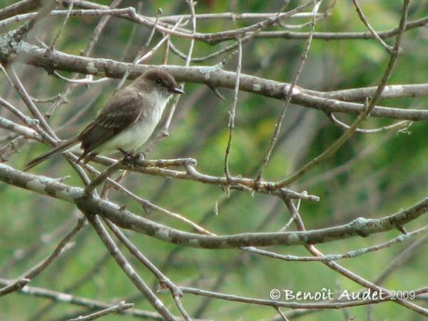 Photo (14): Eastern Phoebe