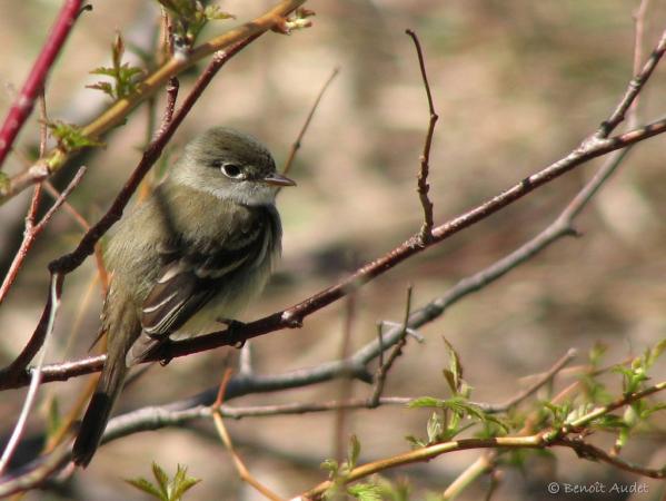 Photo (5): Least Flycatcher