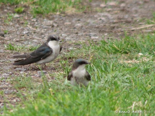 Photo (9): Tree Swallow