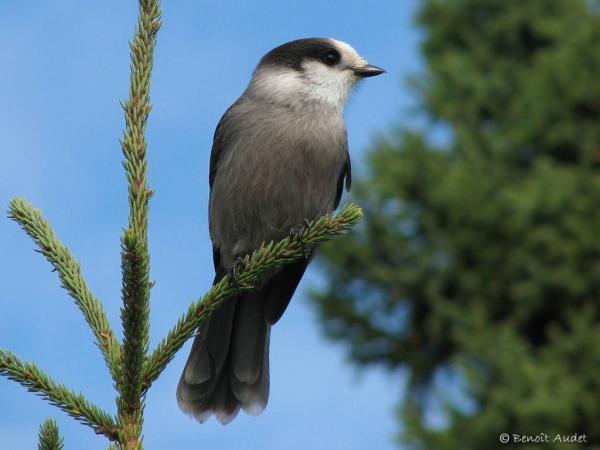 Photo (1): Gray Jay