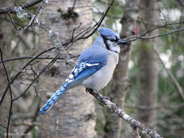 Image (1): Geai bleu