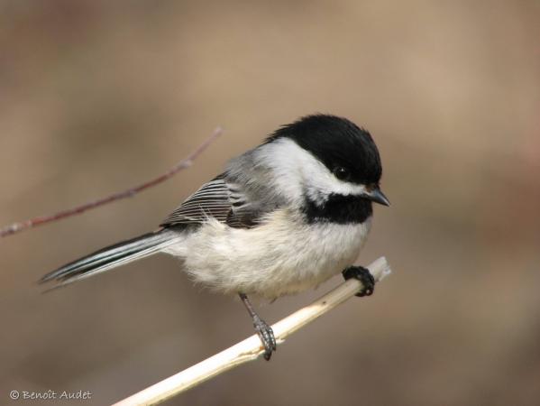 Photo (4): Black-capped Chickadee