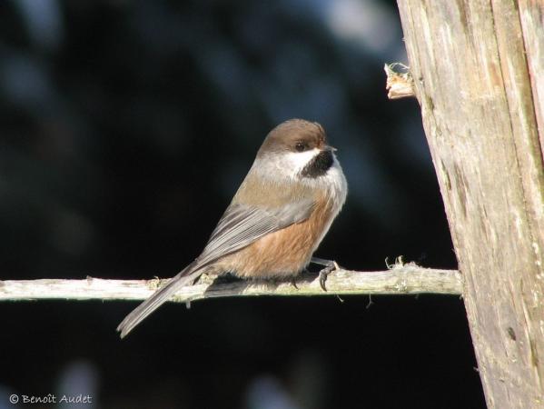 Photo (1): Boreal Chickadee