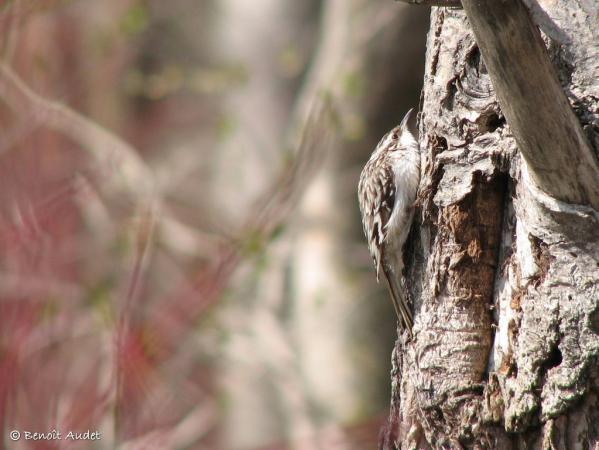 Photo (2): Brown Creeper