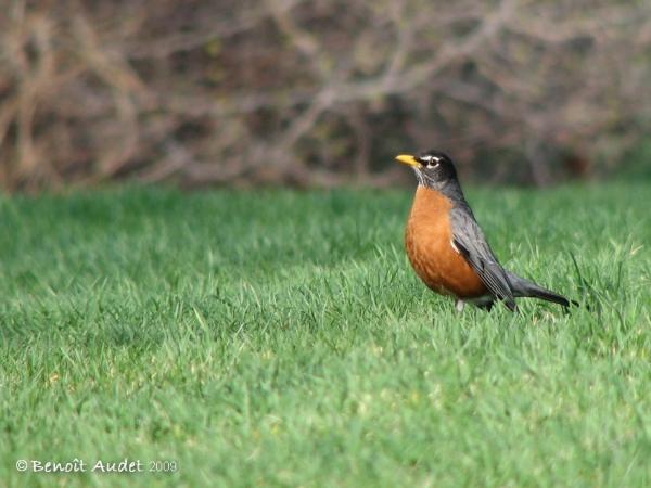 Photo (16): American Robin