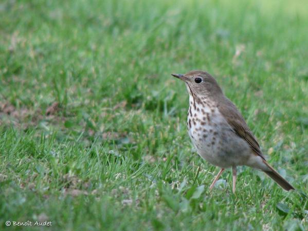 Photo (13): Hermit Thrush
