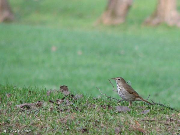 Photo (14): Hermit Thrush