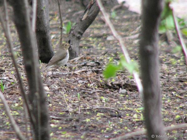 Photo (9): Swainson's Thrush
