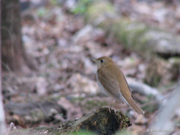 Photo (5): Veery