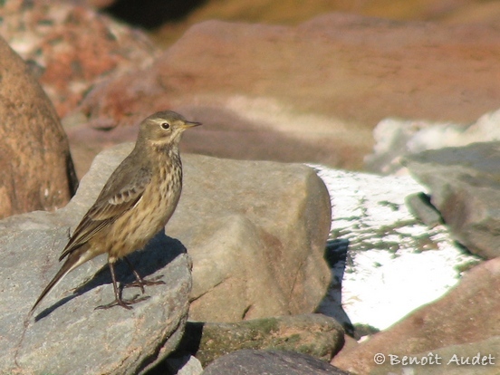 Photo (3): American Pipit
