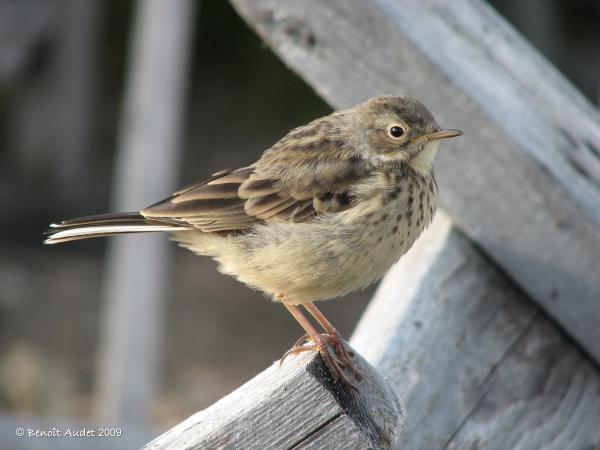 Photo (2): American Pipit