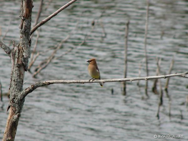 Photo (17): Cedar Waxwing
