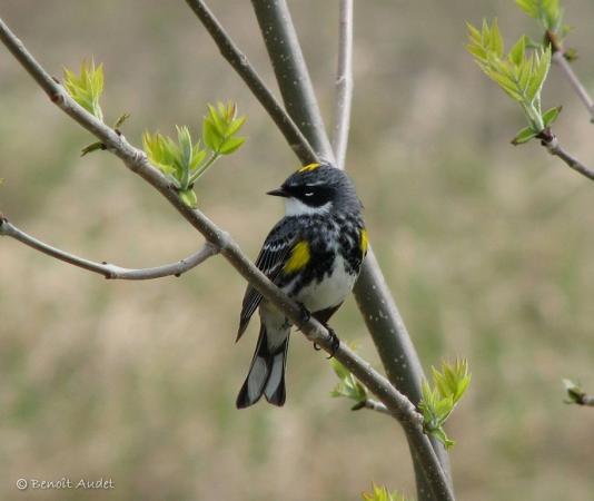Photo (12): Yellow-rumped Warbler