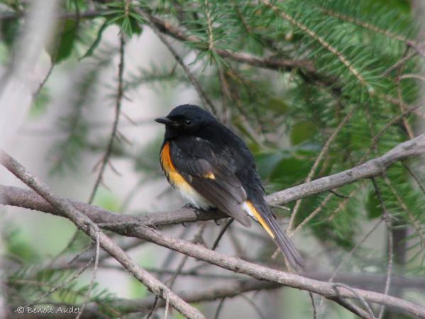 Photo (14): American Redstart