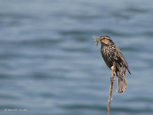 Photo (4): Red-winged Blackbird