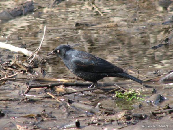 Photo (4): Rusty Blackbird